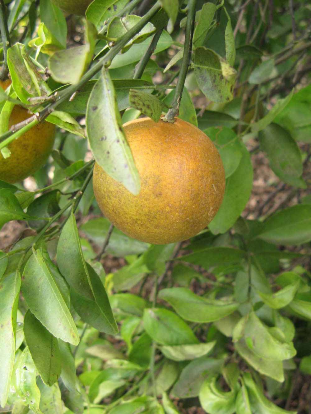              Fruit (Winter Haven, FL)       